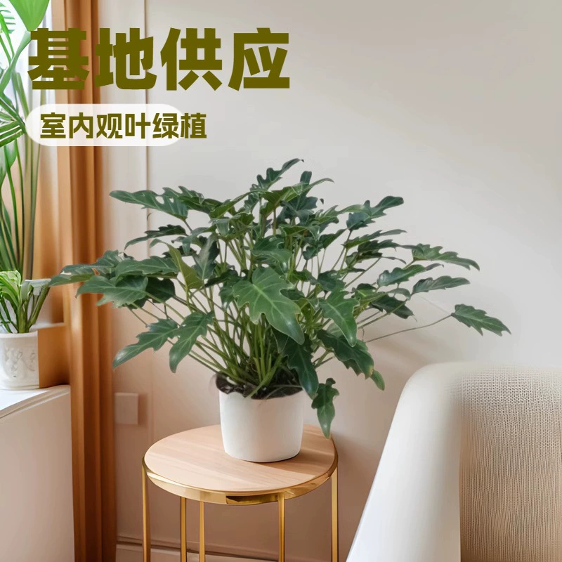 База большой поставки офисных комнатных декоративных растений херувимов готового горшечного ландшафтного дизайна цветов оптом