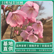 5公分红山樱花树苗什么行情 樱花种植基地供应 红山樱花