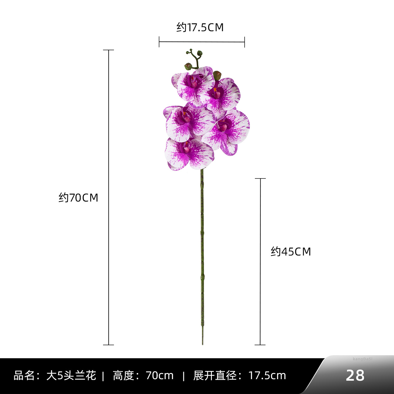 28 # 빅 5 호접란