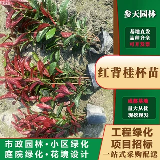 红背桂杯苗高度冠幅30~60公分可选红背桂批发工程绿化苗木基地