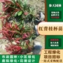 高度绿化基地工程红背桂