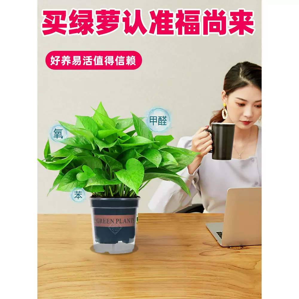 绿萝盆栽室内家用好养水培富贵竹新房绿罗植物垂吊兰长藤绿箩●●