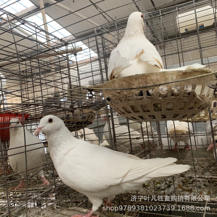 肉鸽种鸽白羽王和落地王13475764645