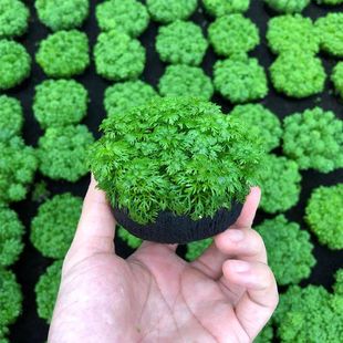 Small Pagoda Grass, Water Grass, Fish Tank Landscaping Plant, Real Grass, Live Negative, Novice Lazy Person, Water Purification and Oxygenation, Easy to Maintain the Background