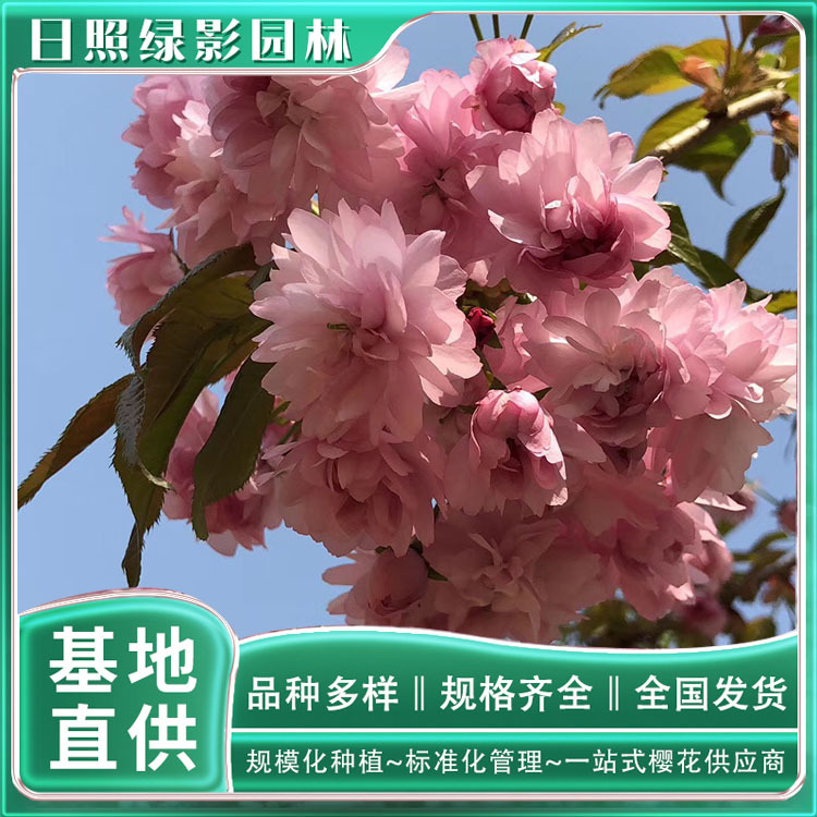 4476029189431345508 副本.jpg