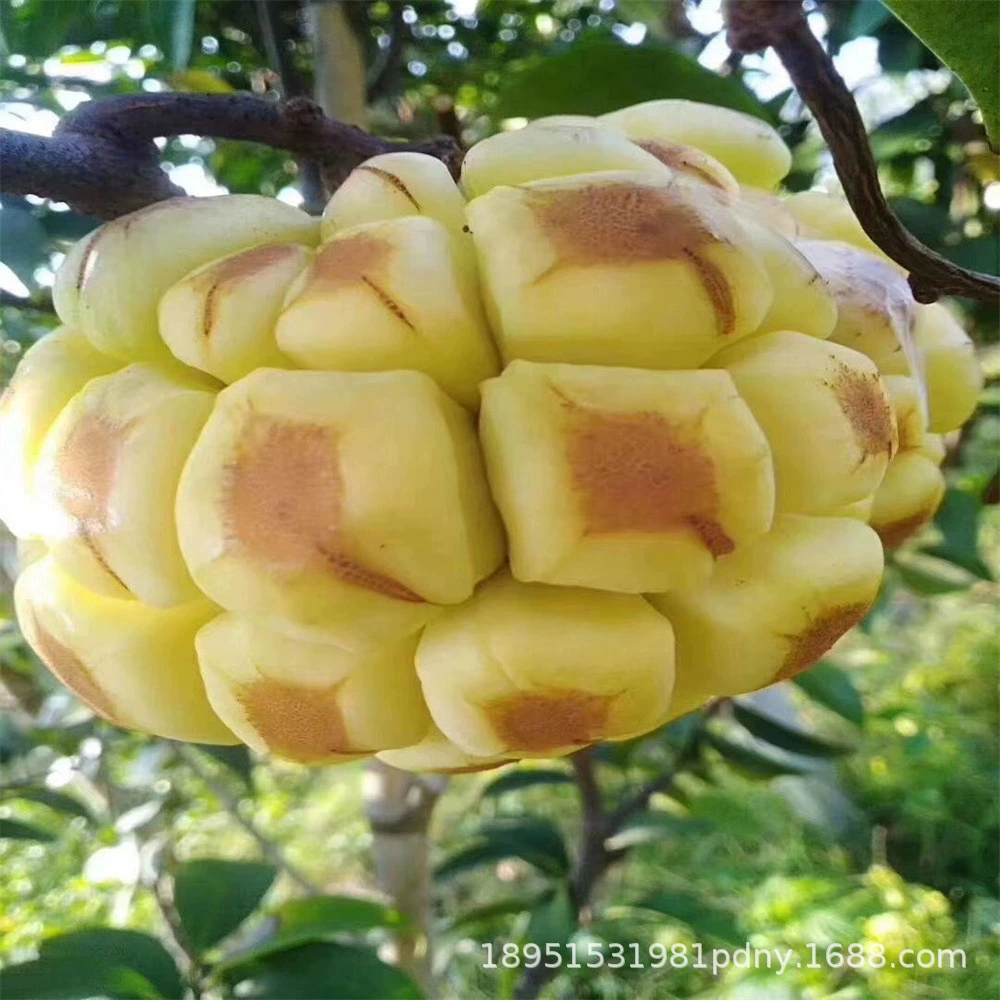 Аутентичные большая кровяная лоза фрукты рассада буфона рассада черный тигр дикий старый рассада странное зеленое растение