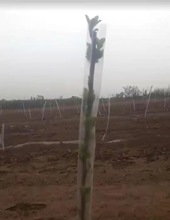 New material flowers and trees fruit trees anti-freezing跨境