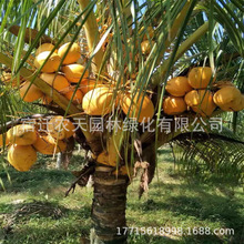 大王椰树苗高档庭院大王棕树苗大王苗木四季常青庭院别墅风景树苗