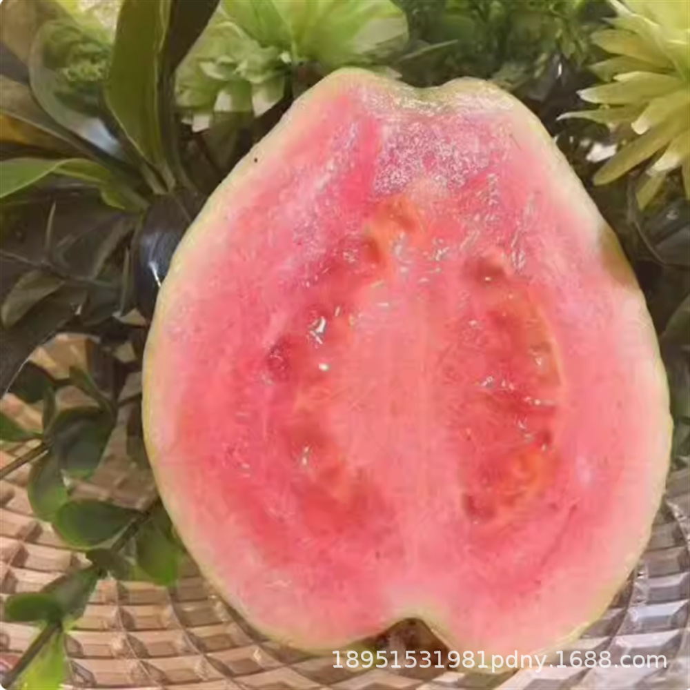 番石榴苗 四季白肉红心西瓜芭乐少籽红宝石嫁接果树苗 当年结果苗