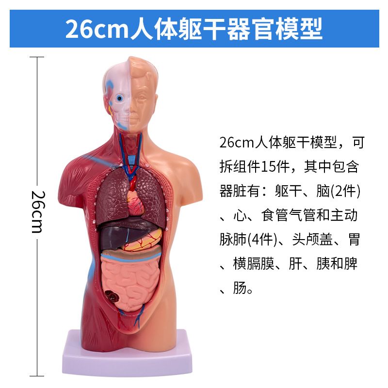 �߶�ҽѧ������������ϵͳ�ṹ���� 28CM�������ģ�� 26CM����