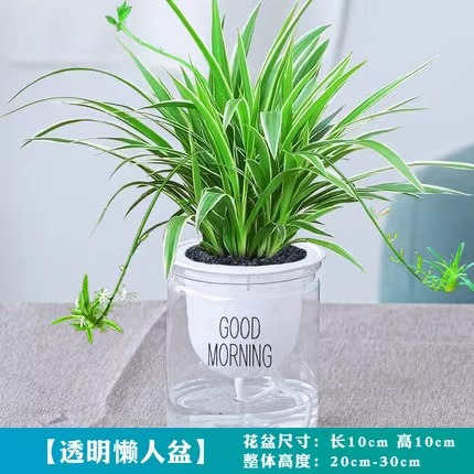 황금변두이 [굿모닝 분지] + 영양액