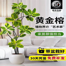 Sſ͏dGֲ~Ƥ҃ȴʹԸFkʽֲ