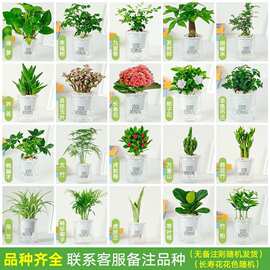 绿植盆栽花卉室内好养发财树办公室文竹栀子花绿萝水培小植物多肉