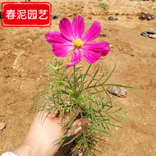 格桑花青州草花基地 批发供应各种时令花卉 开花波斯菊杯苗价格