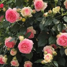 һlЇ¼ ۈFNޱȺ_ɫoֲﻨ