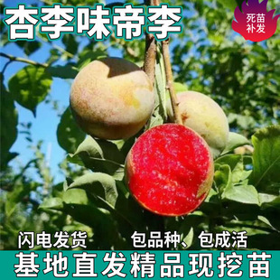 һ�����l����ζ����������ϱ�������ͥԺ���ԷNֲ�޽�����������