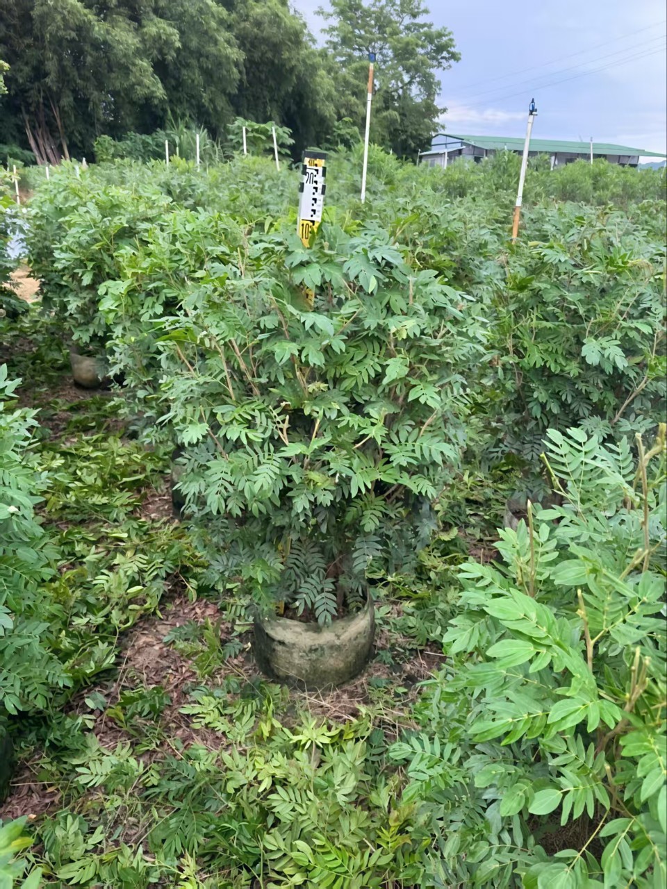 2502B基地直销 红绒球 朱缨花 红合欢 美蕊花 道路绿植园林绿化-阿里巴巴