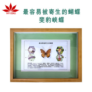 Insect Specimen of the Phalaenopsis Moth, Real Insect Display, Clear and Complete, Collectible and Giftable, for Science and Education Awareness