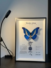 孟宴臣同款光明女神闪蝶真蝴蝶标本蝴蝶艺术品标本装饰画节日礼物