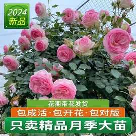 爬藤月季花爬藤植物月季蔷薇玫瑰花藤本月季阳台盆栽花卉四季开花