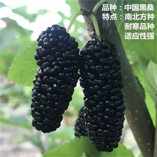 ɣ����o�Ѵ�ʮɣ�����ݮ������������Ϸ������Nֲ����Y�����]