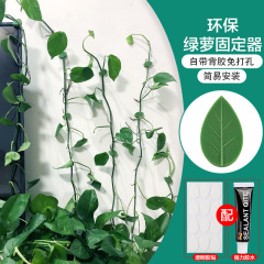 緑羅固定器緑植壁神器無痕家庭用登山藤蔓植物壁フック固定ボタン