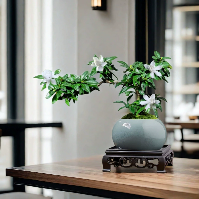 Цветы малолистной гардении в горшках цветут в любое время года с бутонами, крупными цветами и сильным ароматом, различными рассадой цветов и растениями для использования в помещении.