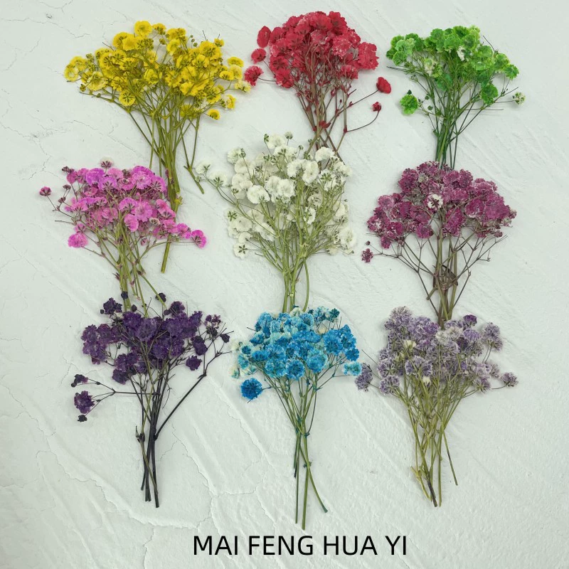 Гипсофила цвет всасывания сухой цветок давление образец растения обучение капля клей фоторамка Закладка ручной работы Детский цветок оптом трансграничный