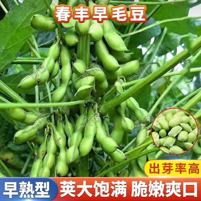 Семена раннего созревания эдамаме Местные специальные зеленые бобы