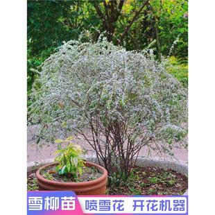 ѩ�������̨�����ذꇊѩ������÷����໨�����������Ե��Ի���