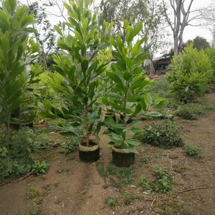 Home Base Acacia Mangium, Large-Leaf Acacia, 1-5cm High, 1.5- 4m Bags of Seedlings, Acacia Trees, Ecological Afforestation