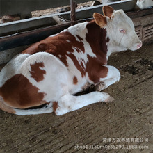 西门塔尔牛苗养殖场常年供应肉牛犊 怀孕母牛 西门塔尔牛苗价格