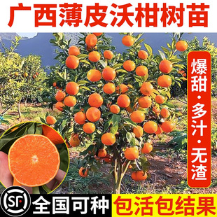 Guangxi Wumingwo Citrus Saplings Authentic 091 Seedless Citrus Saplings Southern Orange Fruit Saplings