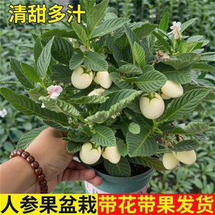 �˅����箔��Y�� �ѹϹ����� �������� ������ ����ʳ���L�۹���