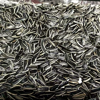 定制新货内蒙生瓜子葵花籽 新鲜炒熟原味五香焦糖核桃味原料炒货