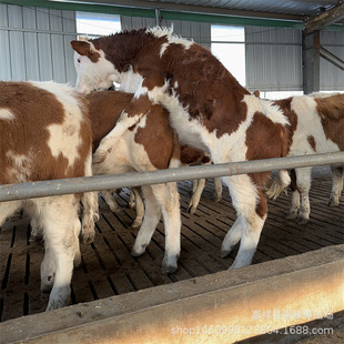 ���T����ţ��ţ�� ��ţ�Bֳ�� ɽ�|�����Sţ�r�� ţ��