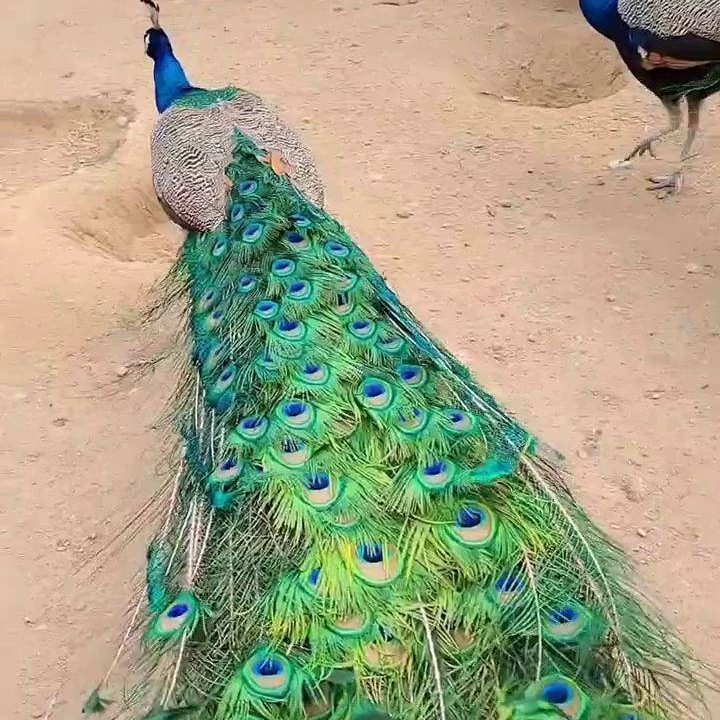 Пятилетний домашний синий павлин на продажу, искусственно выращенный и прирученный, стоящий послушно для фото.