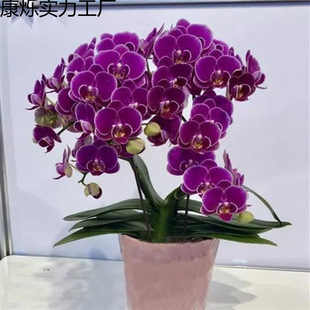 �����m�������̎�������m������͏d�҃�ֲ�ﻨ���ļ��_�����B�^