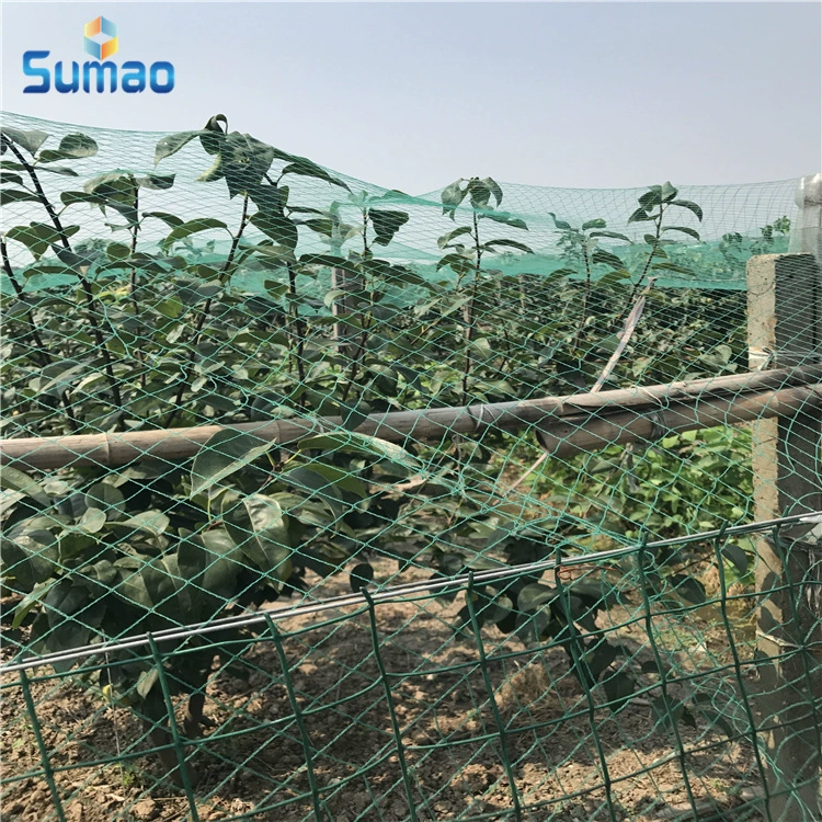 Фабрика прямых продаж экспорт садовый сад виноградник pe безузелая зеленая сеть против птиц