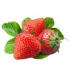 [E -commerce purchase] Cream strawberry seeds fruit seed seed seed seed seed seedlings family spring, autumn and winter potted grass