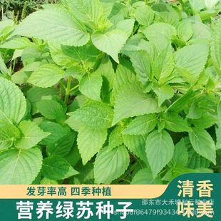 �G�K�ӷN���ļ���ʳ�ô��~�|���K���~�{ζ��Ұ����������߲˷N��