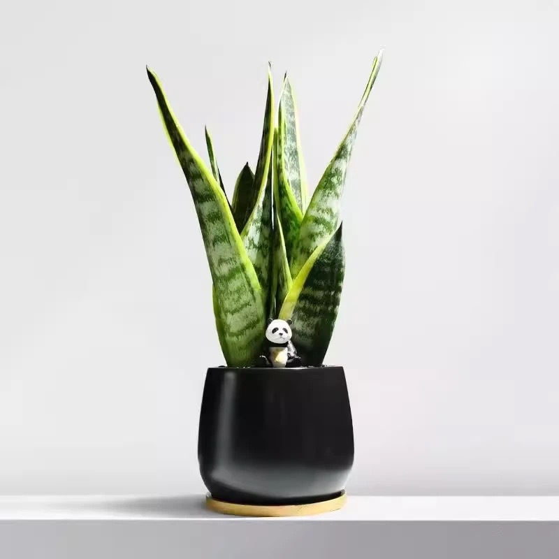 Árbol de la fortuna Planta de interior en maceta Sala de estar Planta verde resistente a la sombra Oficina Flores de escritorio Evergreen Evergreen Evergreen Evergreen Evergreen