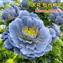 代发牡丹花种子大花重瓣花卉籽绿植物盆栽室内外庭院栽种芍药种子