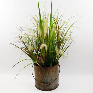 Factory Wholesale Dog Tail Grass Seeds Dog Tail Grass Pennisetum Grass Seeds Greening Project Slope Protection and Greening Grass Seeds