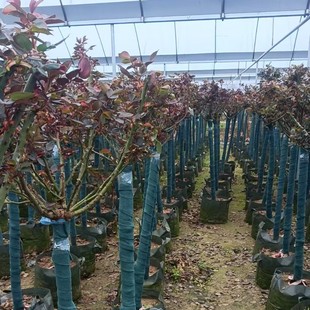 Extra Large Flower Tree Stump Rose Courtyard House Florals Are Cold-Resistant and Easy to Grow, Blooming in All Seasons, Lollipops, Cold-Resistant Roses in All Seasons