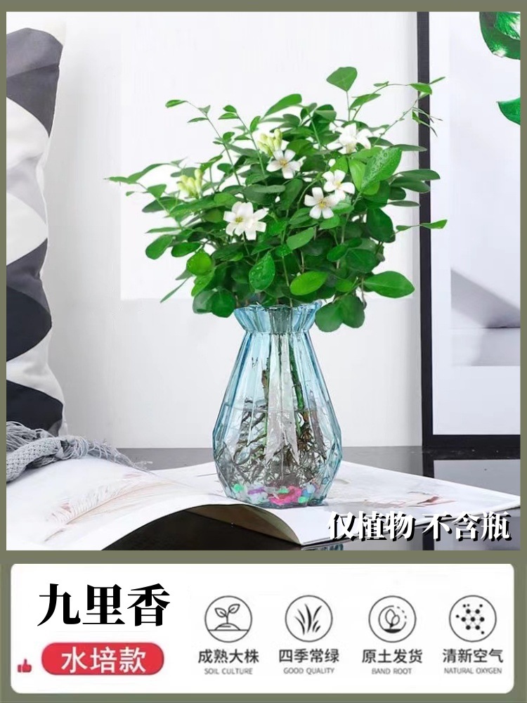 [특별 제공] 15-20CM Jiulixiang 5-6개 선택(물/토양 재배 가능) 및 무료 영양 용액