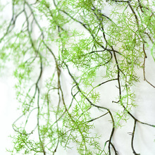 彷真水草黑骨芒假绿植物藤条空调管道装饰缠绕塑料花藤蔓悬吊式天