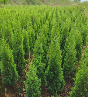 One Piece of Dragon Cypress Seedlings, Dragon Cypress Saplings, Small Dragon Cypress Balls, Cypress Cypress, Arborvitae, Cypress, Cypress, Pagoda Pine Saplings