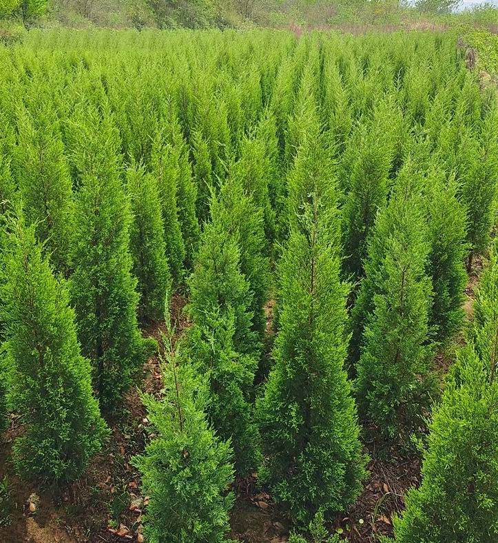 一件代发龙柏苗龙柏树苗小龙柏球蜀桧塔柏侧柏蜀块地柏宝塔松树苗