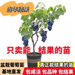 【带土带叶】嫁接大果葡萄树苗阳台盆栽庭院地栽耐寒高产当年结果